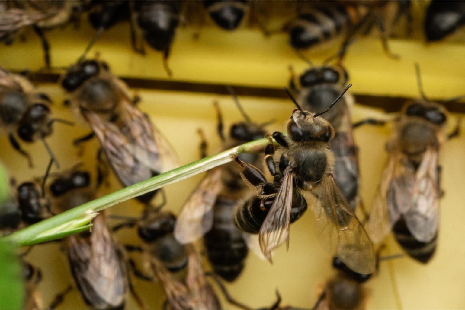 Golden Drops of Nature & the Enchanting World of Bees gallery image 7
