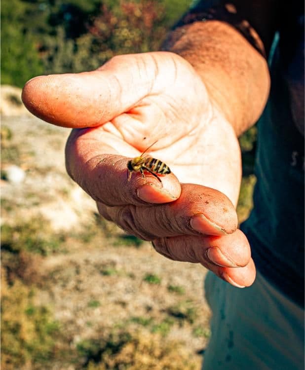 Golden Drops of Nature & the Enchanting World of Bees gallery image 3