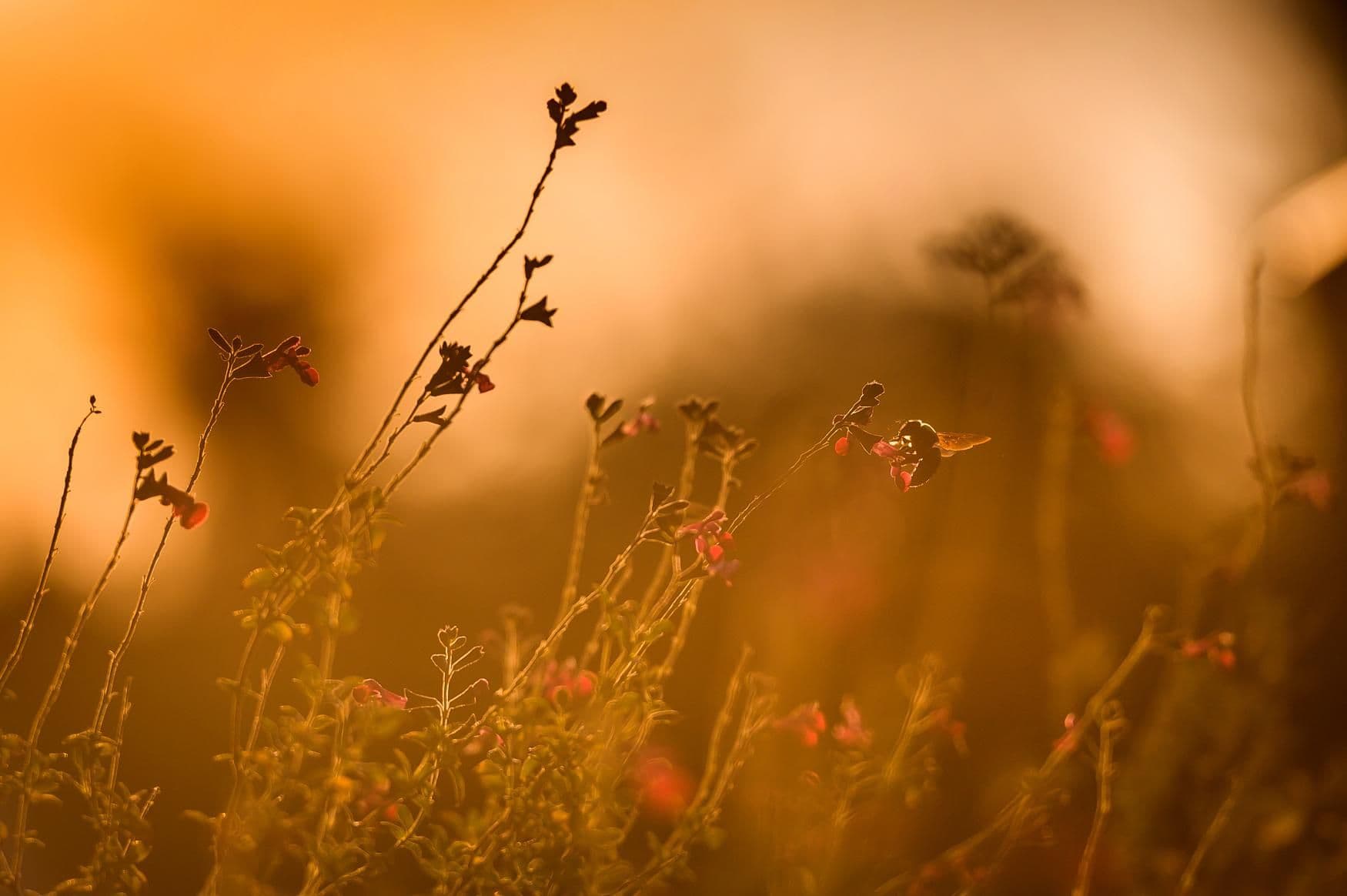 Golden Drops of Nature & the Enchanting World of Bees gallery image 8