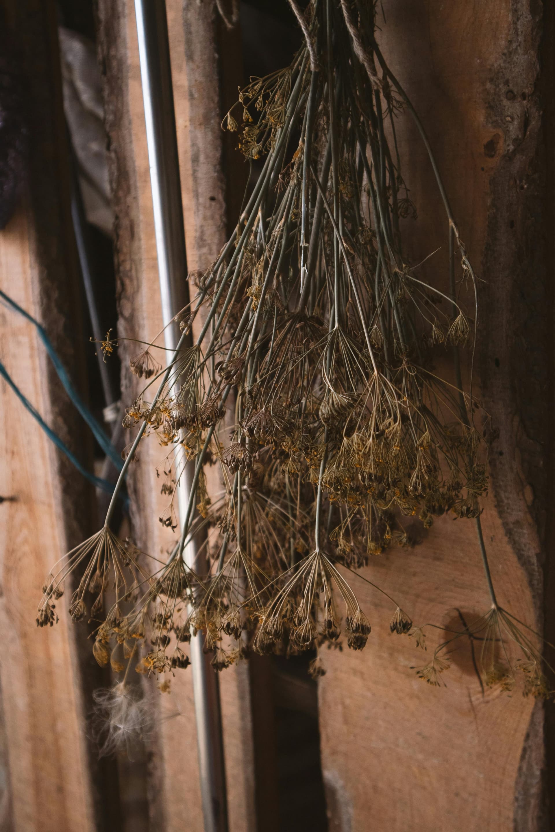 An introduction to Greek herbs gallery image 2