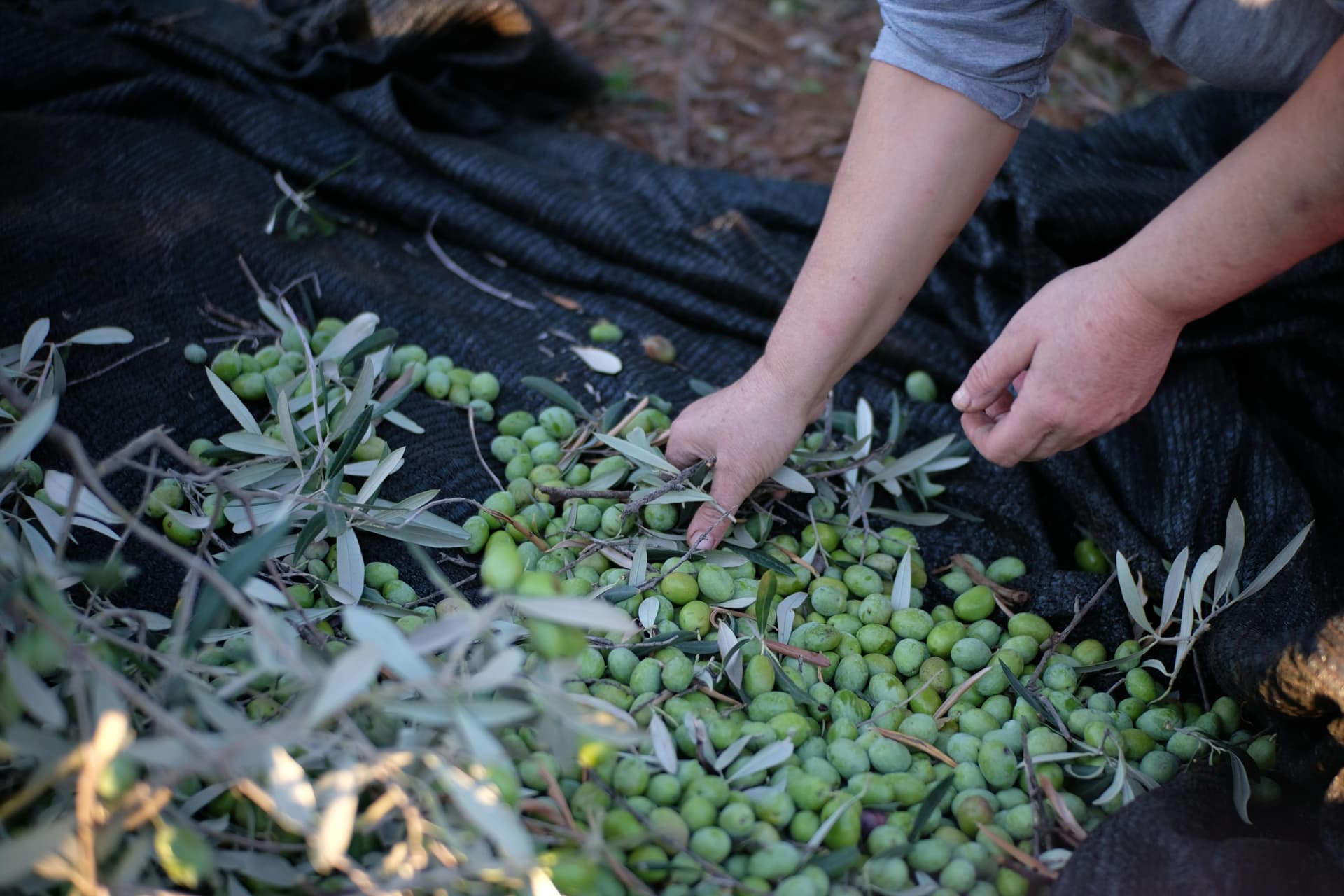 Olive Harvest Experience in Greece