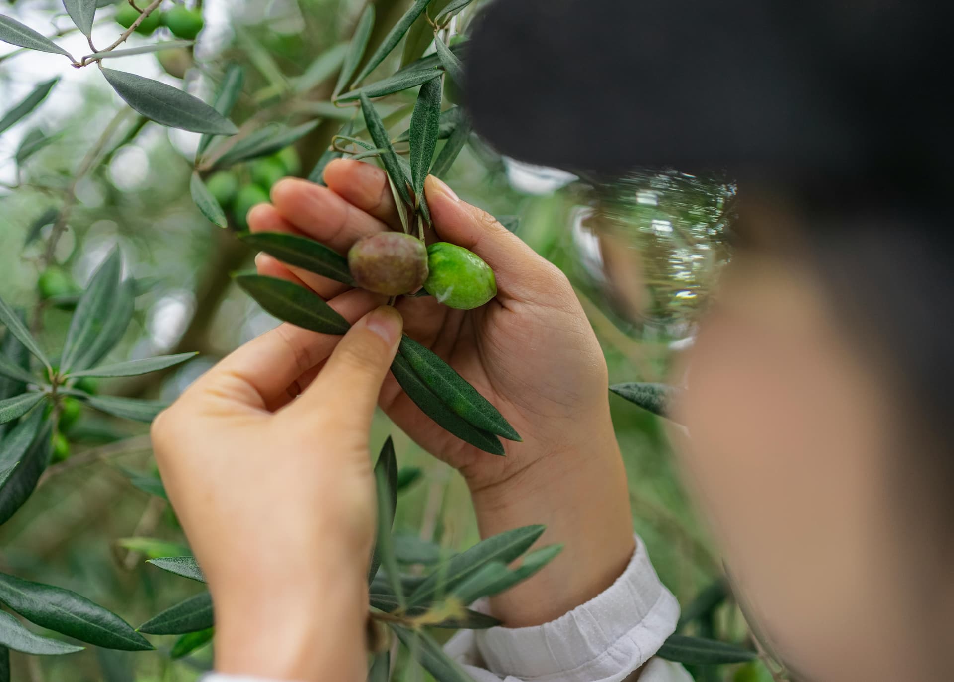 City Center Olive Tour & Tasting
