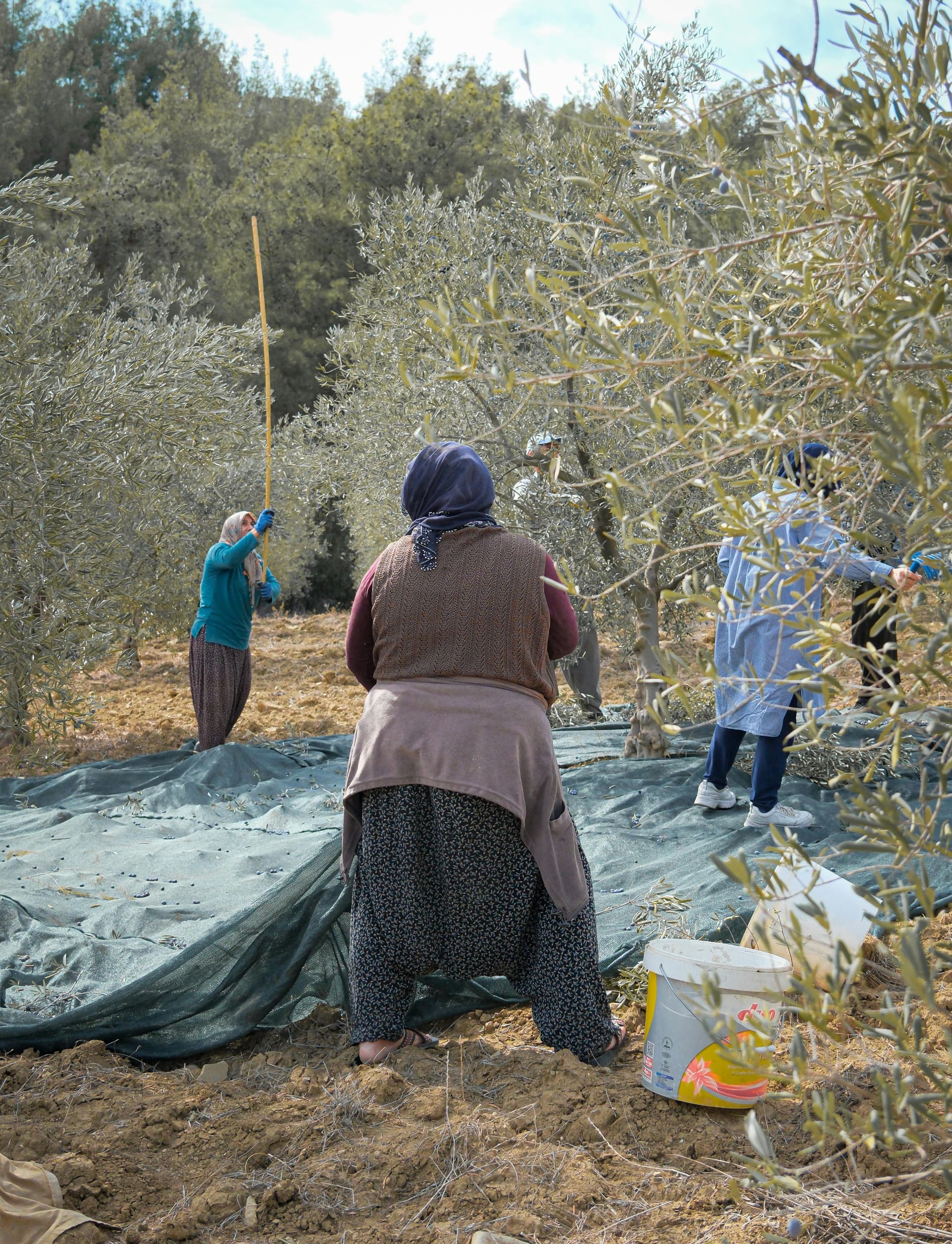 Greek Grandmas taking part in the October harvest
