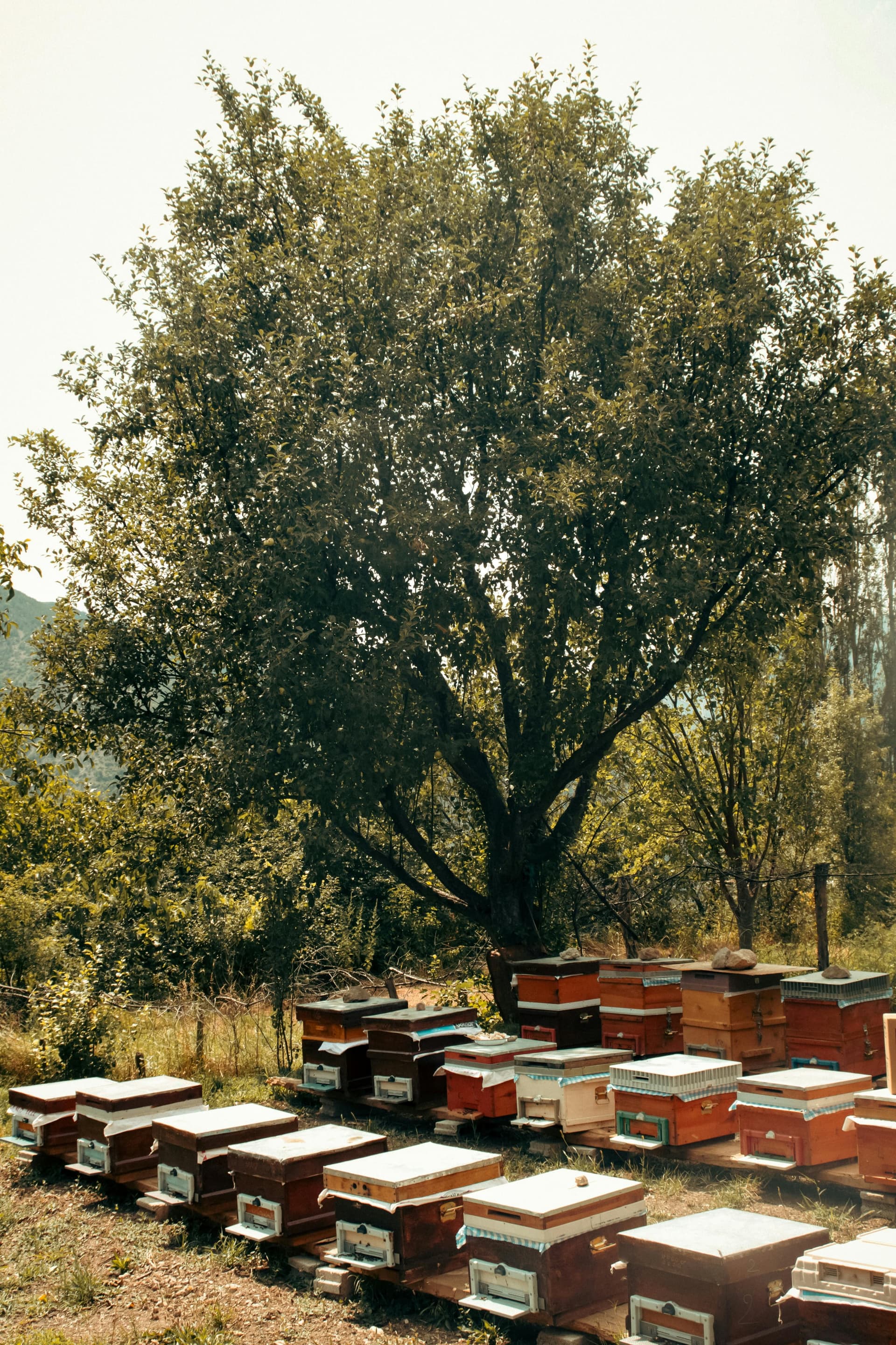 Following the Bees Through Greece
