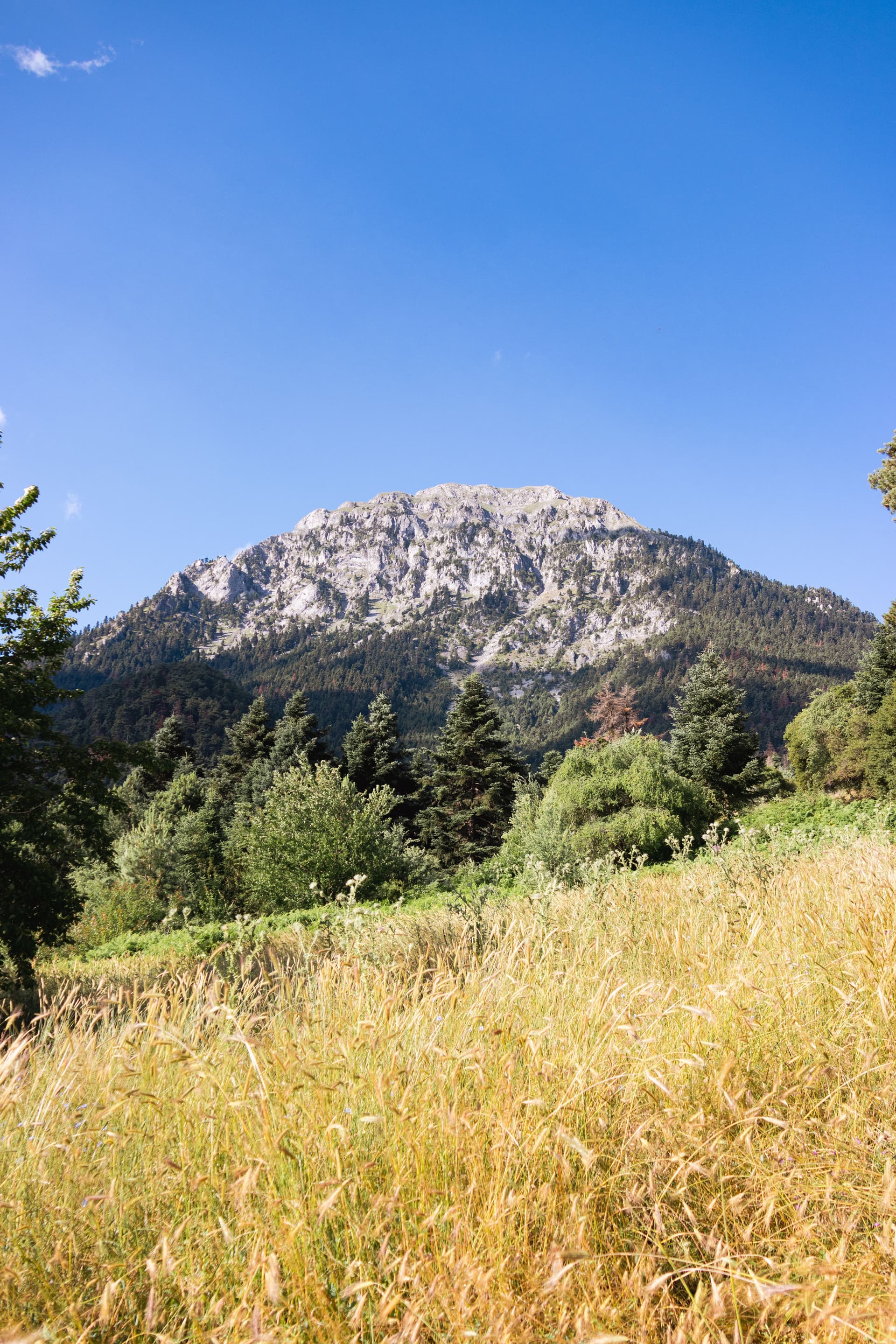 Following the Nectar: Exploring Olympus Through Bees